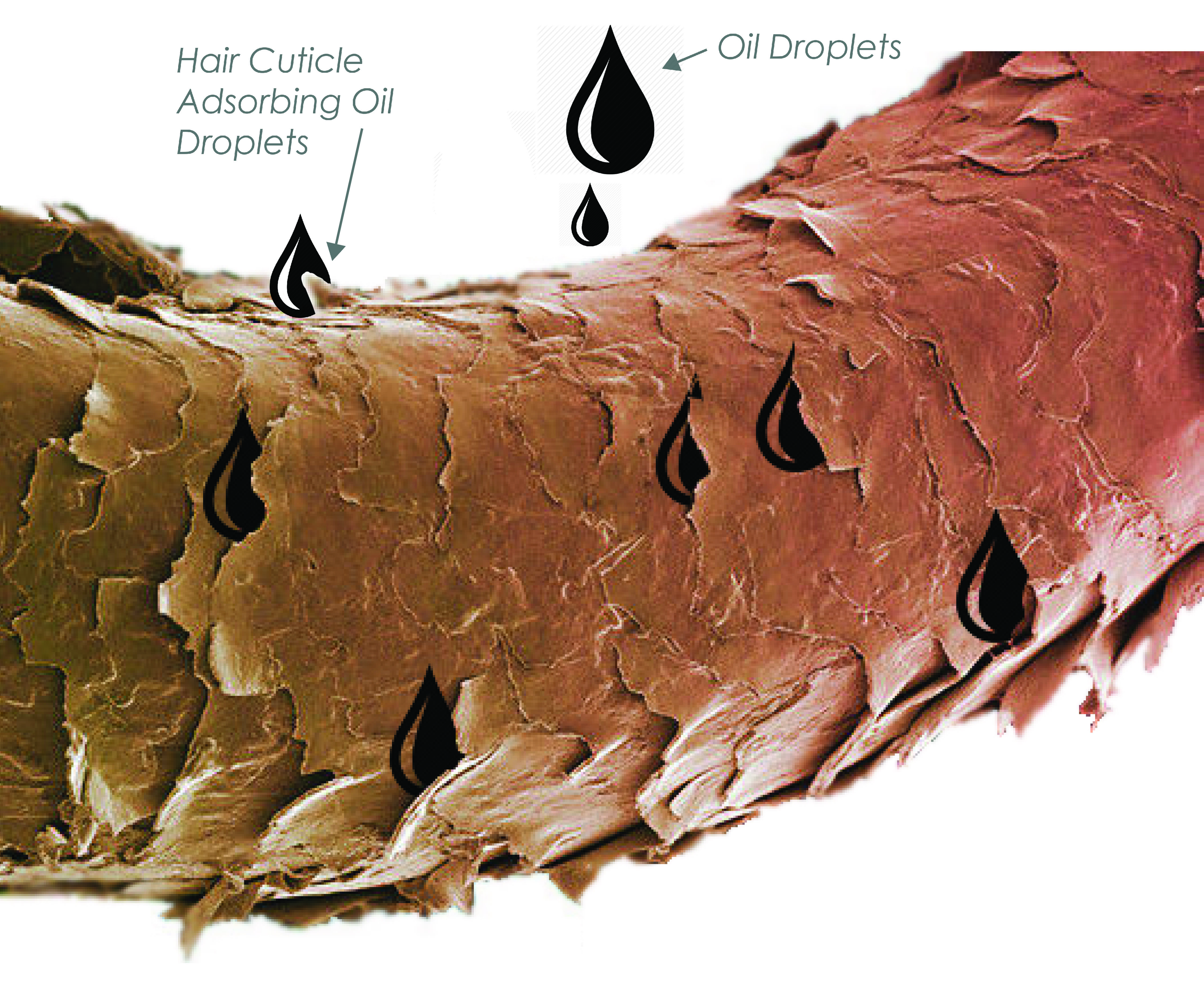 A close view of hair fibres in contact with oil