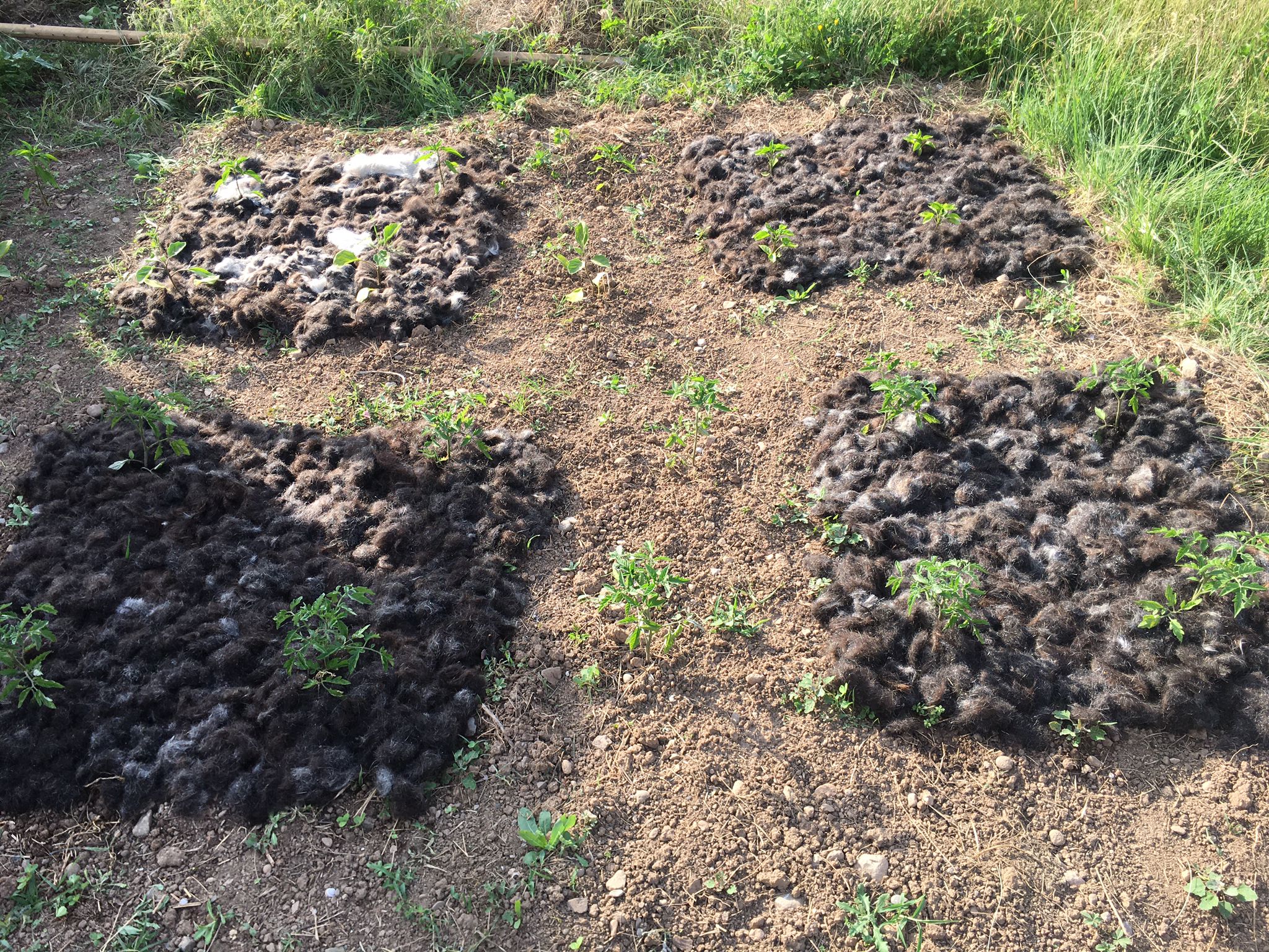 Test plots using hair in soil